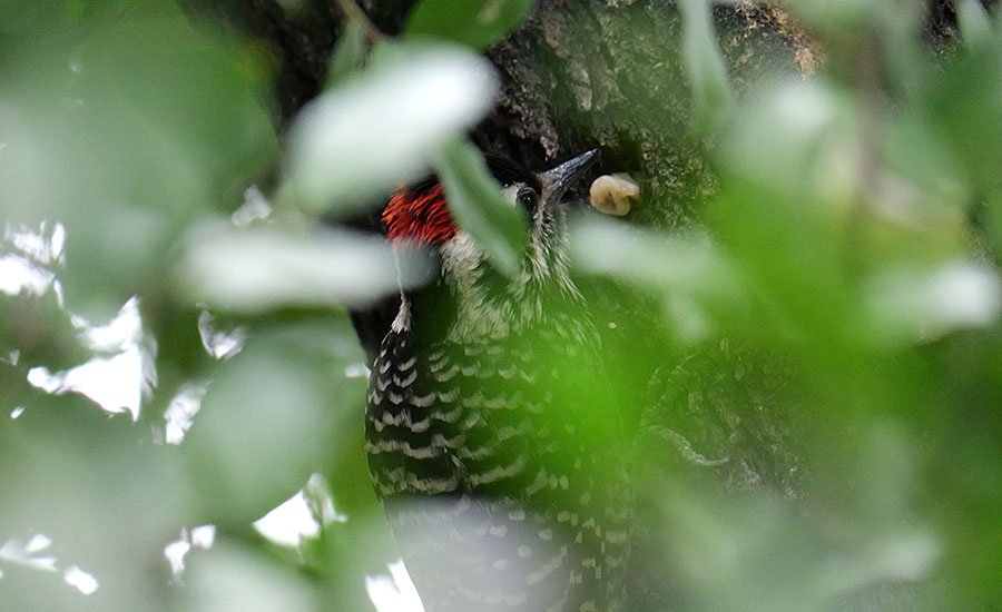 Carpinterito macho sobre tronco de quillay en el Cajón del Maipo