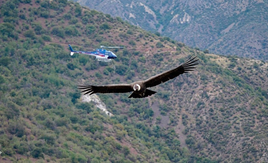 El impacto del ruido de helicópteros en la fauna