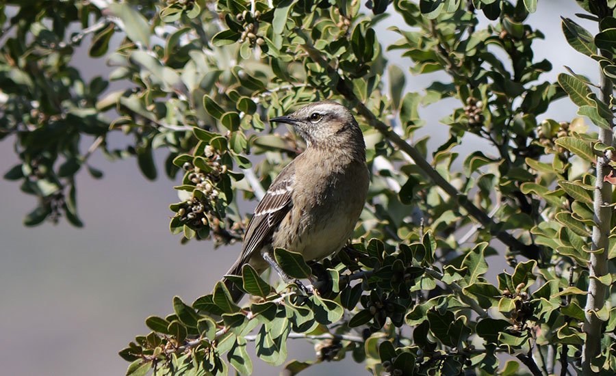 Tenca posada en arbusto del matorral esclerófilo del Cajón del Maipo