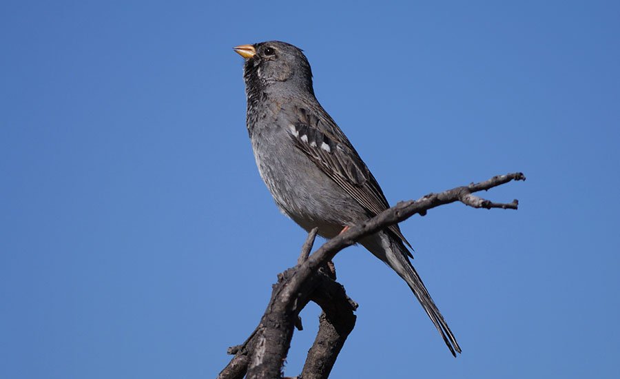 Yal macho posado sobre roca en las laderas andinas del Cajón del Maipo
