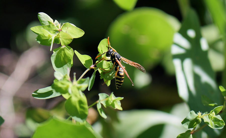 Avispa cartonera Polistes buyssoni sobre nido de papel, Cajón del Maipo