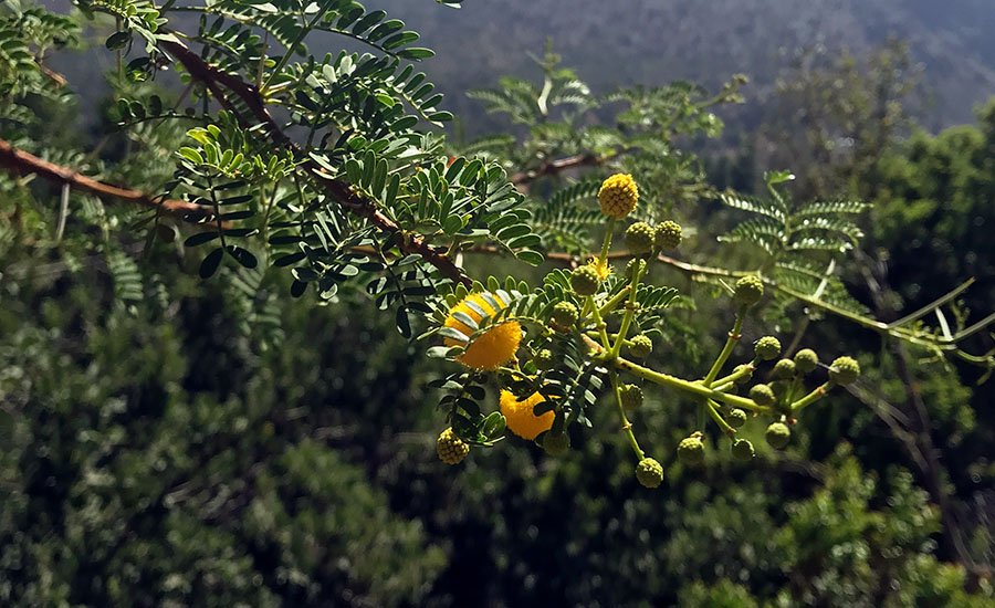 La primavera en el Cajón del Maipo: los factores que marcan el ritmo de la floración