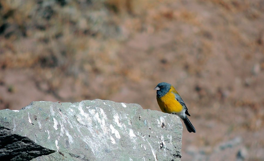 Aves de la alta cordillera: tres especies junto a Los Refugios del Yeso