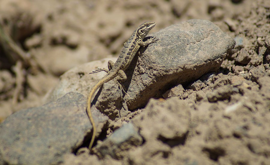 El impacto de Alto Maipo en la fauna del Cajón del Maipo