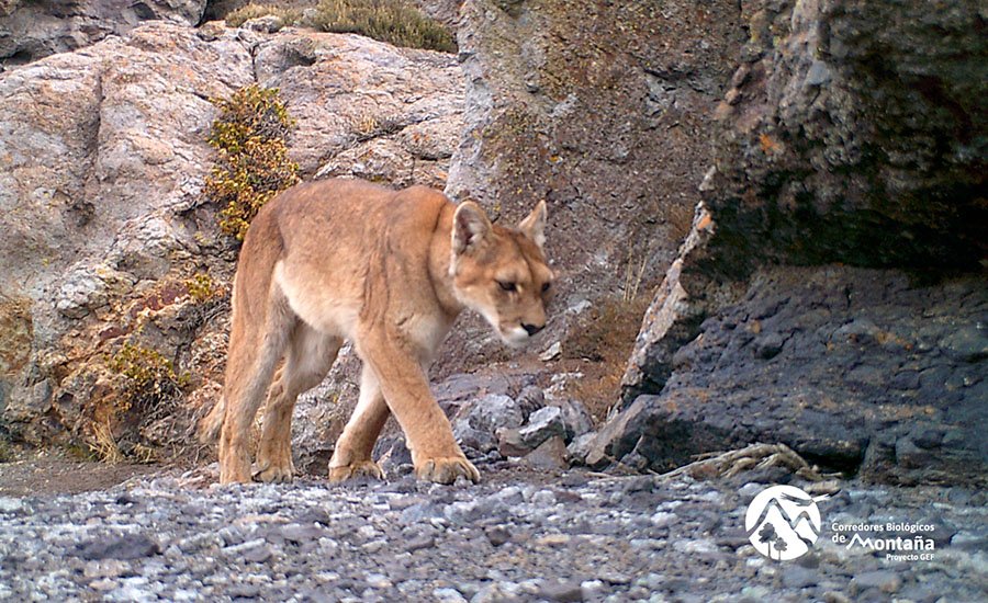 Fauna del Parque Nacional Glaciares de Santiago y sus categorías